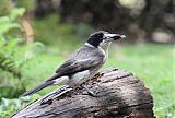 Gray Butcherbird